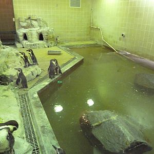 Humboldt Penguin Exhibit (World-Class!)