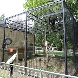 Siamang Exhibit