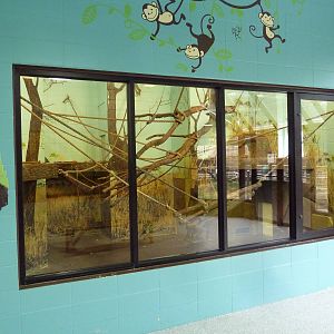 Siamang Indoor Exhibit