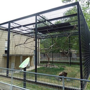 Ring-Tailed Lemur Outdoor Exhibit