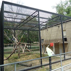 Colobus Monkey Outdoor Exhibit