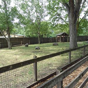 Galapagos Tortoise Exhibit