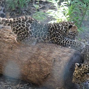 Amur Leopard Cubs