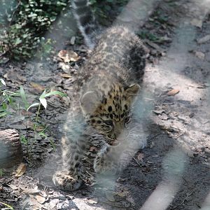 Amur Leopard Cubs