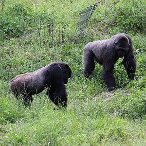 Western Lowland Gorillas
