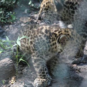 Amur Leoaprd Cubs