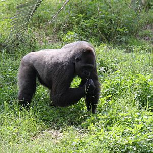 Western Lowland Gorilla