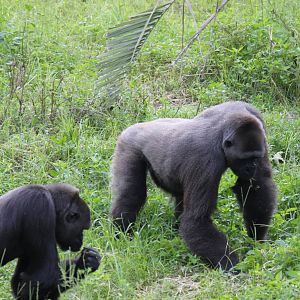 Western Lowland Gorillas