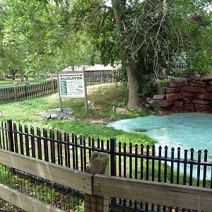 American Alligator Exhibit (With a Low Wall)