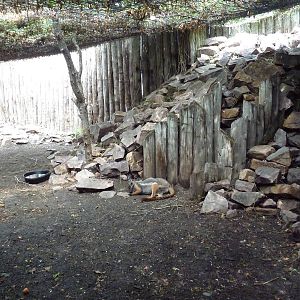 Yellow-Footed Rock Wallaby Exhibit