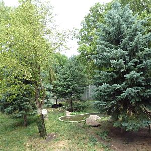 American Black Bear Exhibit
