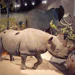 Natural History Museum - Black Rhino