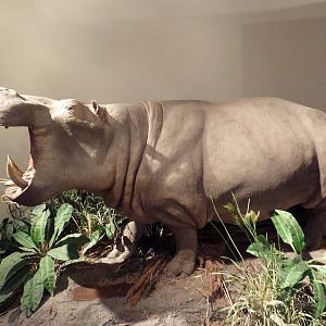 Natural History Museum - Nile Hippo