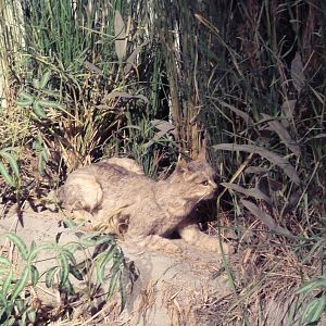 Natural History Museum - Jungle Cat