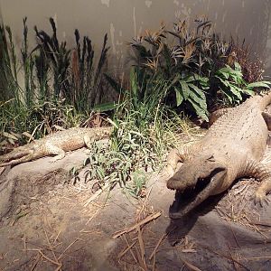 Natural History Museum - Nile Crocodiles