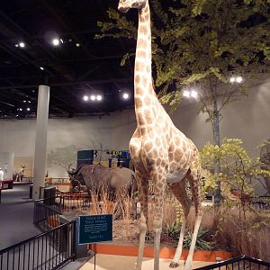 Natural History Museum - Reticulated Giraffe