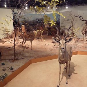 Natural History Museum - African Hoofstock Diorama