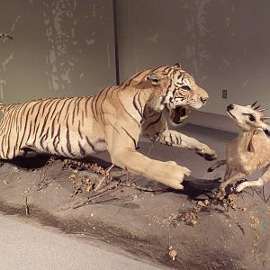 Natural History Museum - Bengal Tiger + Four-Horned Antelope