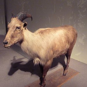 Natural History Museum - Himalayan Tahr