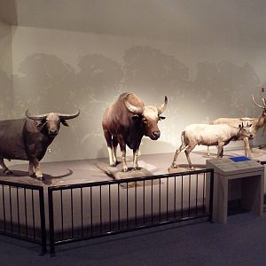 Natural History Museum - Asian Hoofstock