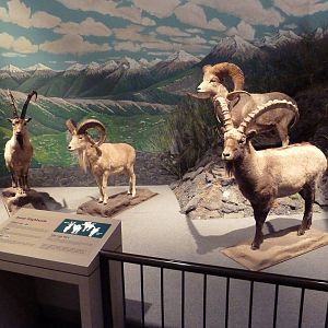 Natural History Museum - Asian Highlands