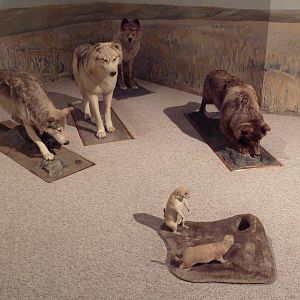 Natural History Museum - Timber Wolf Diorama