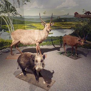 Natural History Museum