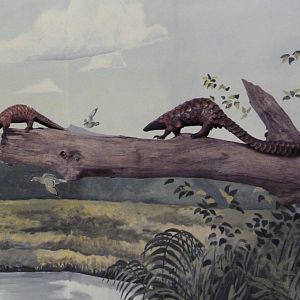 Natural History Museum - Pangolins