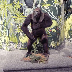 Natural History Museum - Gorilla