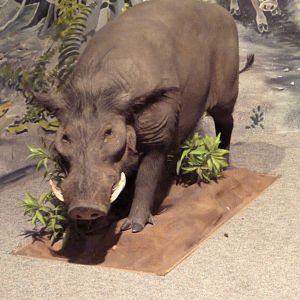 Natural History Museum - Western Bush Pig