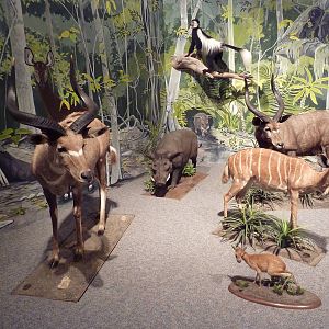 Natural History Museum - Africa