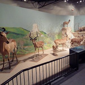 Natural History Museum - African Hoofstock