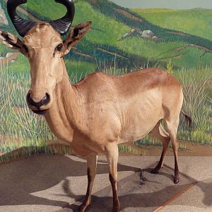 Natural History Museum - Hartebeest