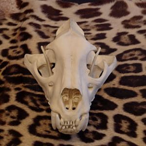 jaguar skull and skin