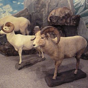 Natural History Museum - Rocky Mountains