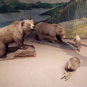 Natural History Museum - Temperate Forest