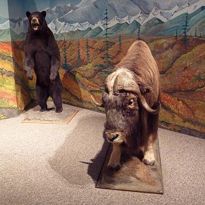 Natural History Museum - Black Bear + Muskox