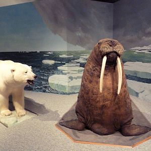 Natural History Museum - Polar Bear + Walrus