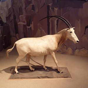 Natural History Museum - Scimitar-Horned Oryx