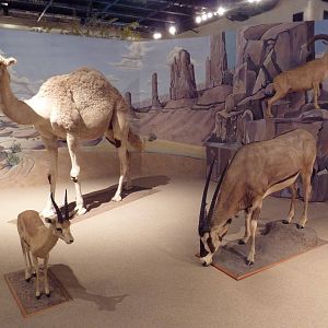 Natural History Museum - Desert Diorama