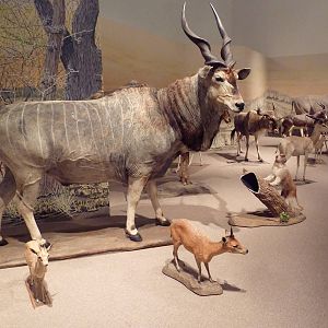 Natural History Museum - Africa (including Giant Eland)