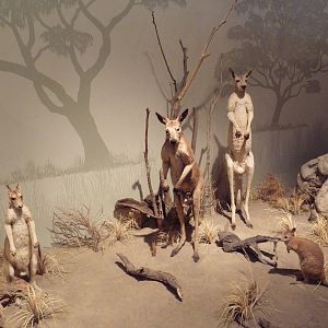 Natural History Museum - Australia