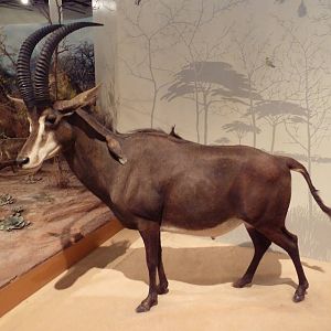Natural History Museum - Sable Antelope