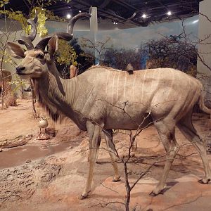 Natural History Museum - Greater Kudu
