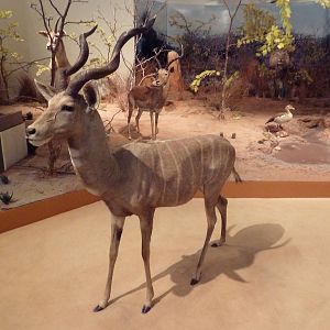 Natural History Museum - Lesser Kudu