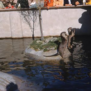 Chester Zoo Memories . Otters Small Mammal House Chester Zoo 1967