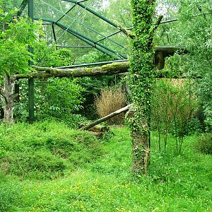 Leopard Enclosure at Beekse Bergen, 31/05/12