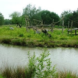 Chimp Island at Beekse Bergen, 31/05/12