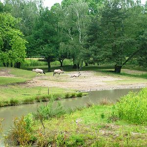 Chimp Island at Beekse Bergen, 31/05/12