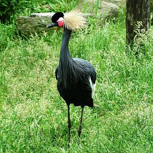 West African Crowned Crane at Beekse Bergen, 31/05/12